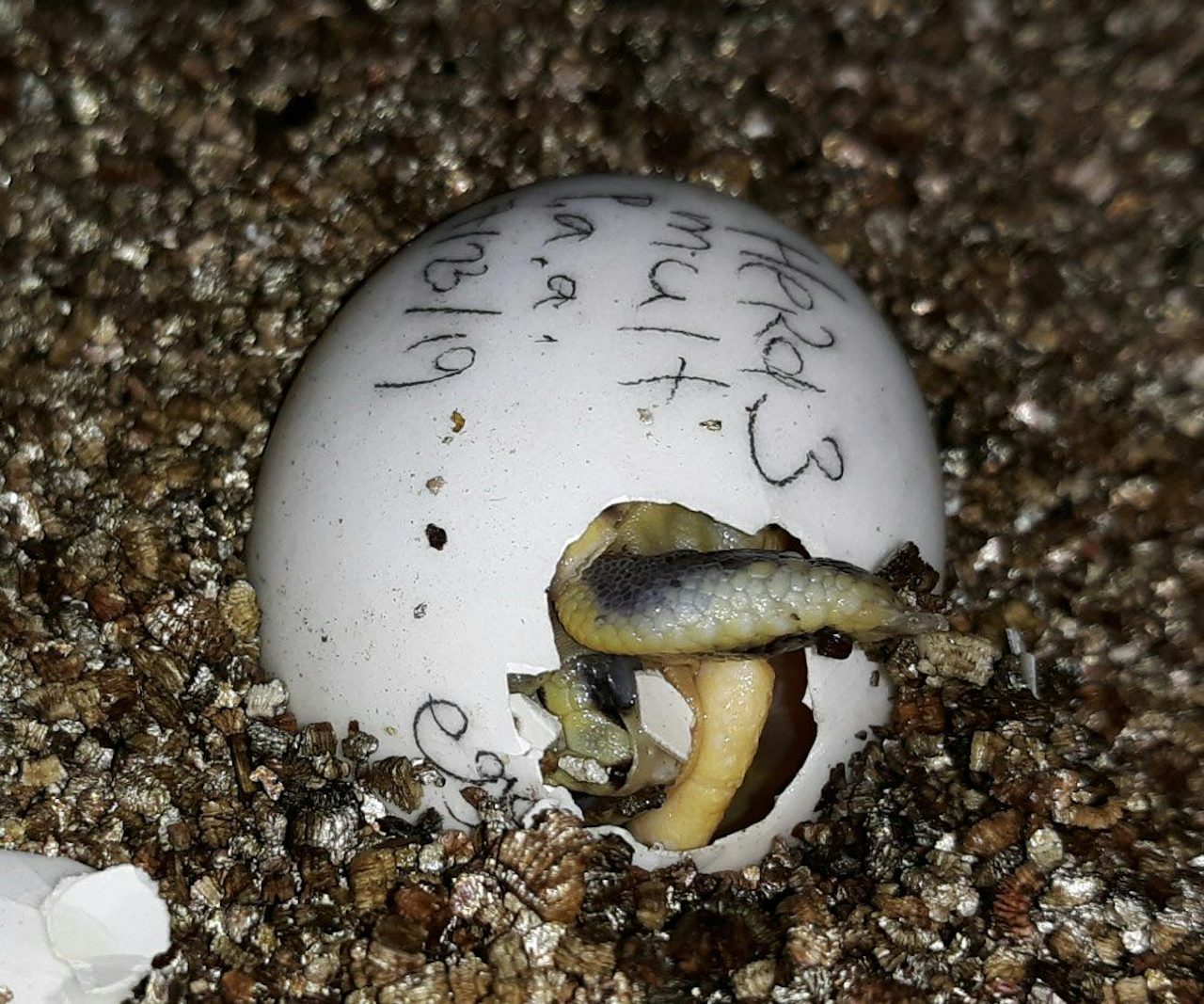 A critically endangered spider tortoise, native to Madagascar, being hatched at Zoo Knoxville. Photo courtesy of Heather DeBord.